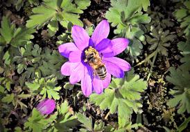 Close-up of the honey bee, on the beautiful, purple wood anemone flower, in light, among the green leave