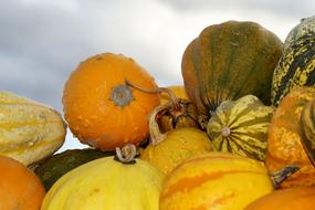 orange Pumpkins Squash Vegetables