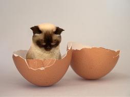 photo of a siamese kitten in a shell
