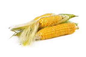 Beautiful, shiny, yellow corn, with the leaves, on the white surface