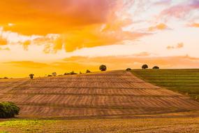 Beautiful, yellow wheat field, near the green field, at colorful sunset in Brazil