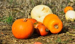 Pumpkin Agriculture