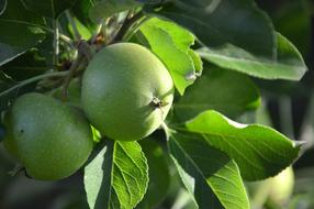 photo of green apples in the garden