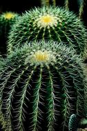 Cactus Plant Circles green