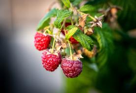 closeup view of Raspberries Berries Fruit