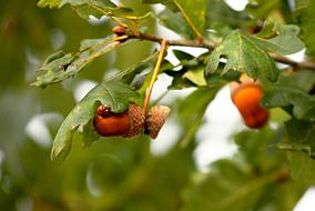 Acorns Oak branches and Leaves