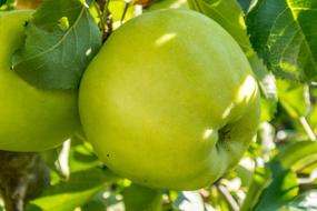 Green Healthy Apple on tree