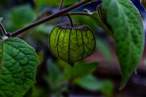 Leaf Nature green