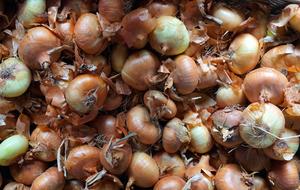 Harvest of the fresh white onion