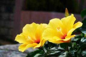 two bright yellow hibiscus flowers in the garden