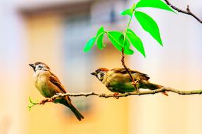 photo of two sparrows on a branch