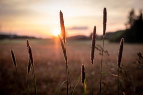 tall grass spikes at sunset sky