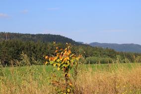 tall dry grass on side of green field at autumn