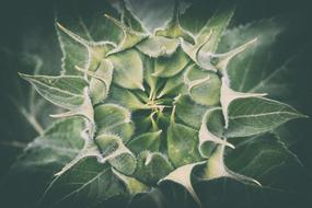 Young Undeveloped Sunflower