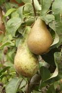 ripe pears on the tree