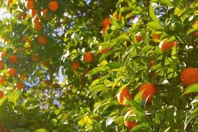 photo of summer tangerine tree