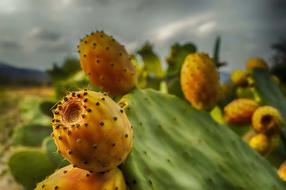 Prickly Pears flowers