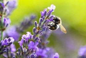Nature bee and violet Flower