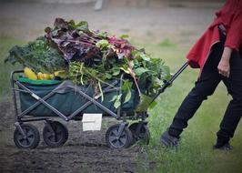 harvesting vegetables in the field