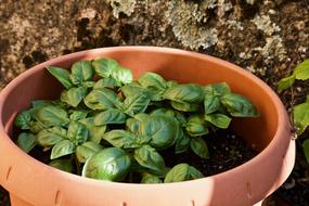 Beautiful, green basil with the leaves, in the pot, in light