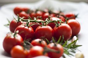 small red tomatoes on branches on a blurred background