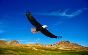 Beautiful and colorful eagle, flying above the colorful and beautiful mountains, under the blue sky with clouds