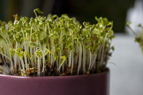 photo of cress in a pot