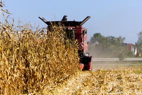 A combine harvests corn crop
