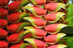 Close-up of the beautiful, red, green and yellow heliconia flowers