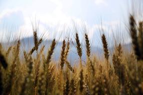 ears of wheat field close-up against a background of mountains