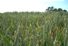 Cornfield Grain Field green