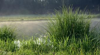 green thickets by the river