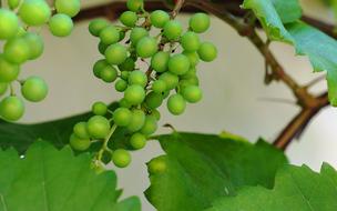 unripe green grapes on a branch close-up