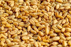 Wheat Grains, background