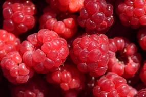 Raspberries Close Up Red delicious