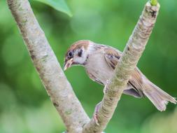 Palm Feather Bird branch