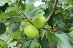 Apples Branch Fruit green