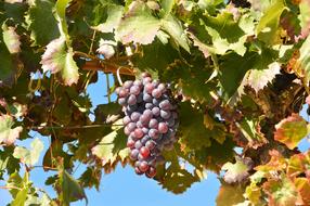 Leaves and Grape Fruits