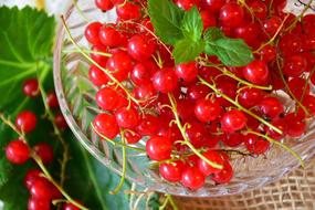 Red Currants in bowl