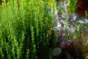 kitchen herbs close up