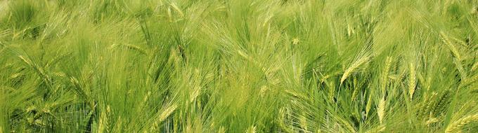 Barley grain field green