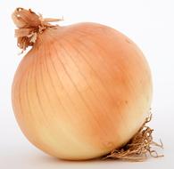 golden Bulb of onion Close up