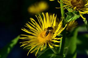 Pink Evening Primrose and bee
