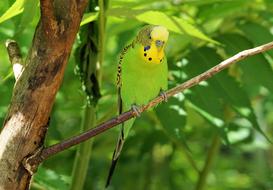 Budgie, green and yellow Bird perched branch