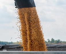 corn is poured from combine into the bunker