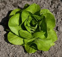 Lettuce Young Plant Sheet green