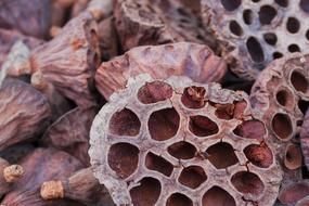 Close-up of the colorful dry fruits, in the colors of wood