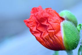 red poppy in a bud on a blurred background