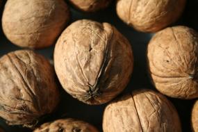 Walnut Nut Harvest dry