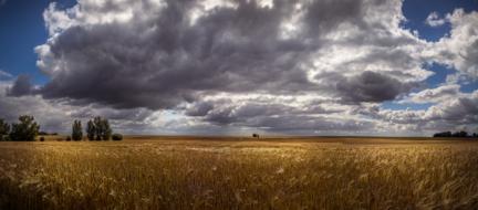 Panorama view of Cornfield Grain Field